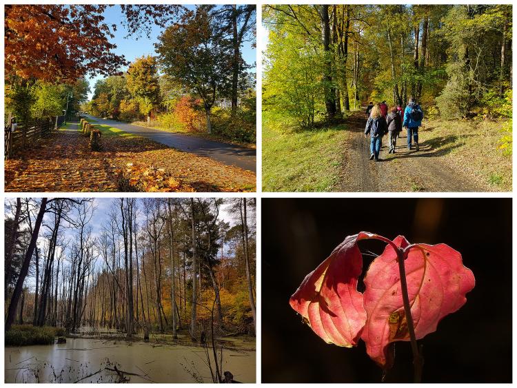 Naturerlebnis Briesetal eine Freizeitclub-Herbstwanderung ins Biberland